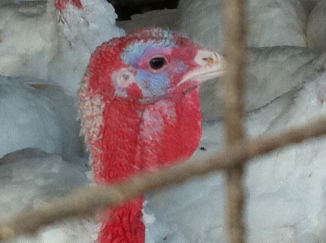 Turkey Time at Pounds’ Turkey Farm – Blog